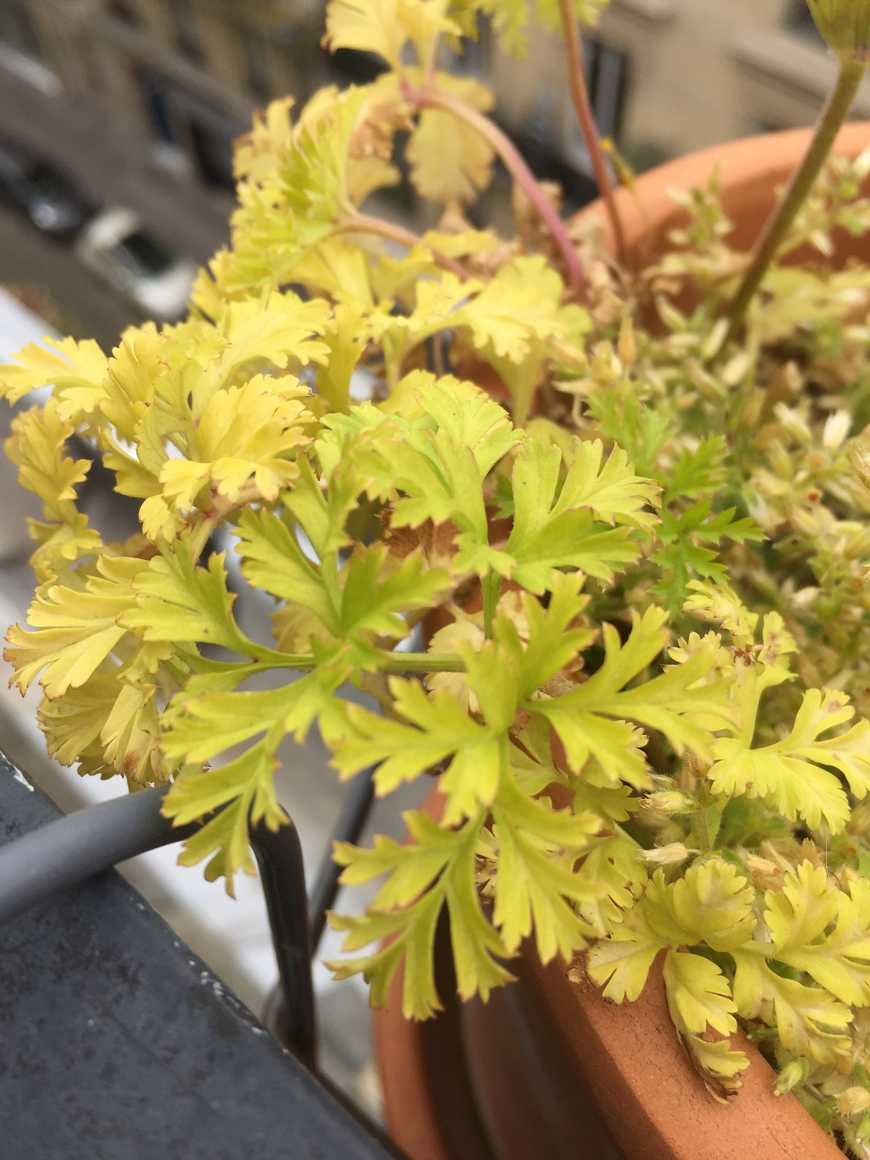 Anémone de Caen, feuilles