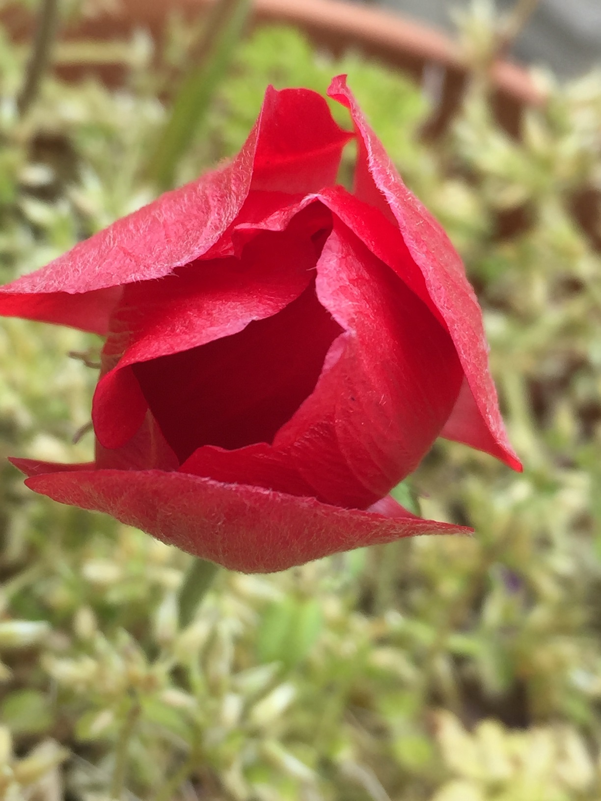 Anémone de Caen, fleur fermée