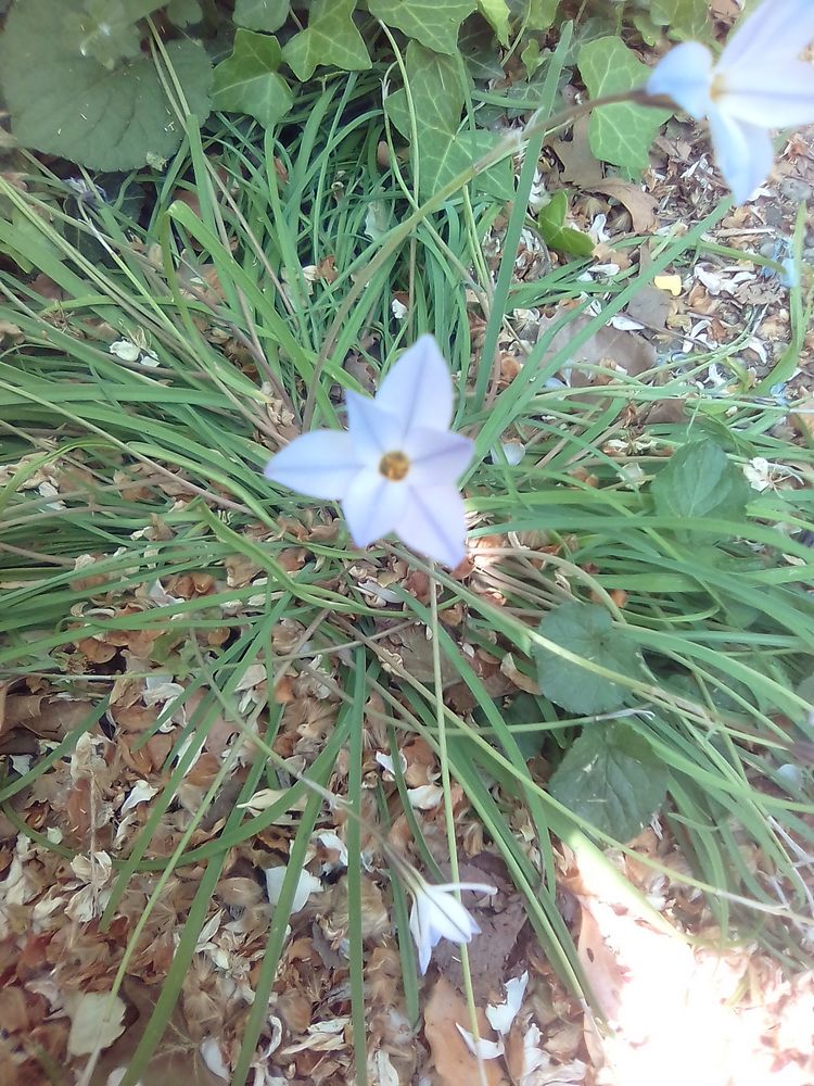 fleur blanche un peu bleutée, jaune au centre