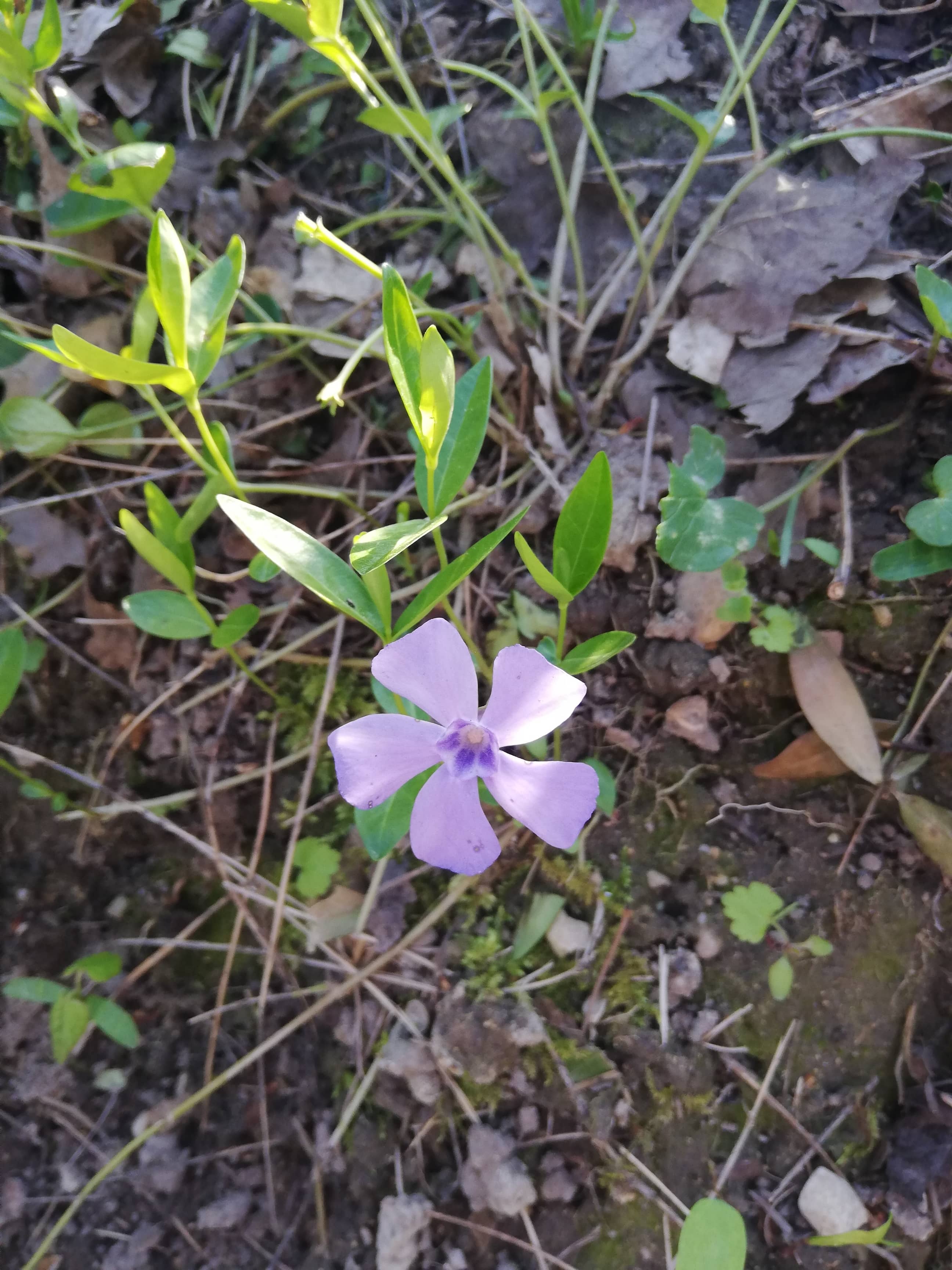 Plante entière - Petite Pervenche