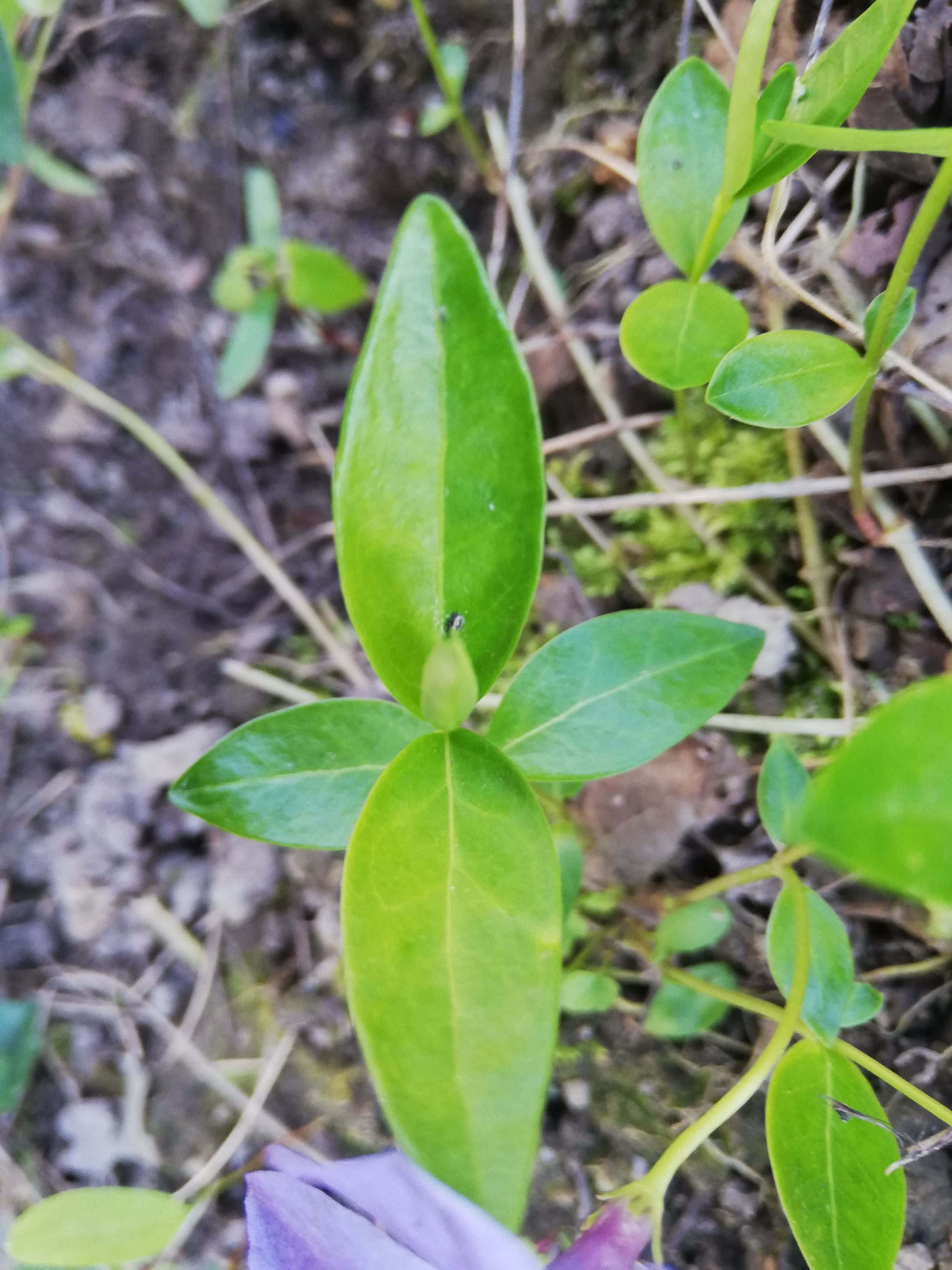 Feuille - Petite Pervenche