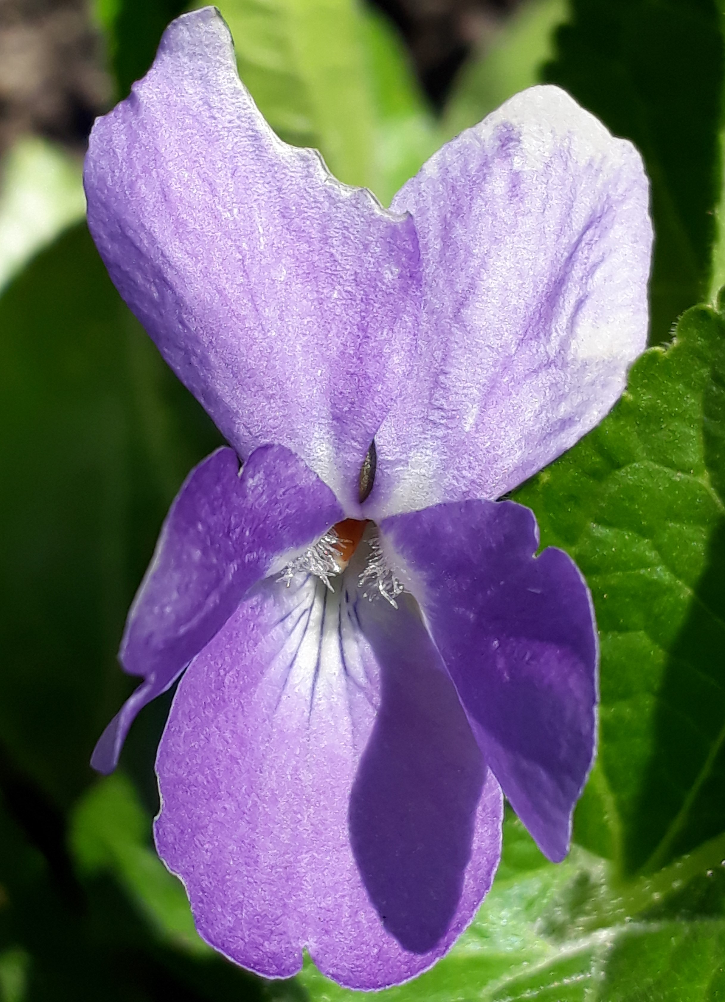 fleur famille des violacées