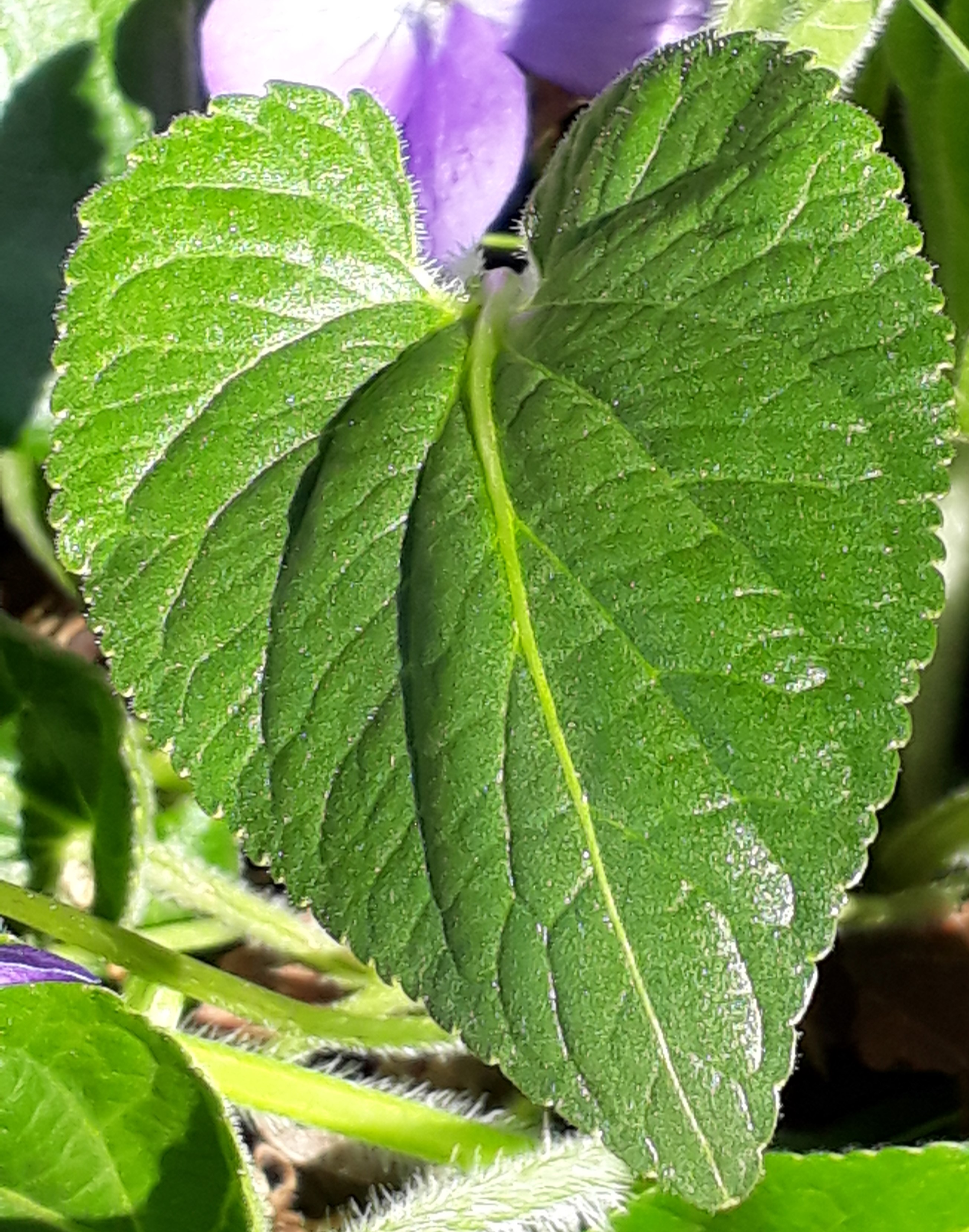 feuille  famille des violacées