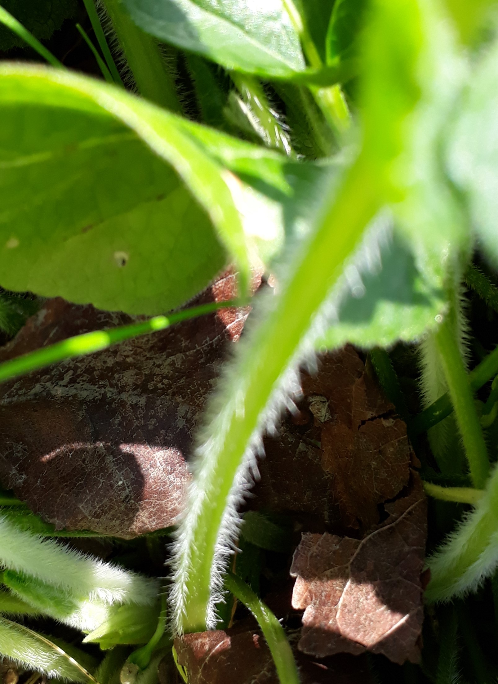 tige  famille des violacées