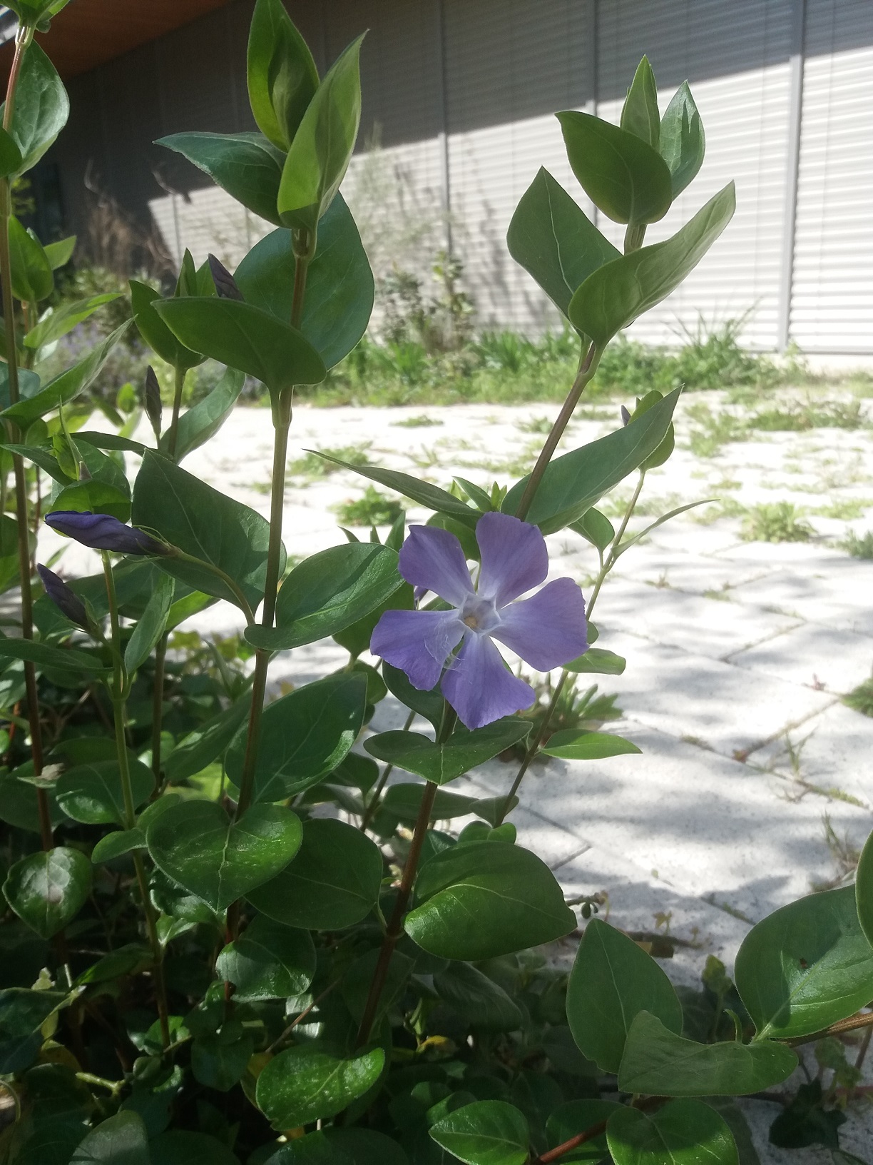 vue d'ensemble de la plante