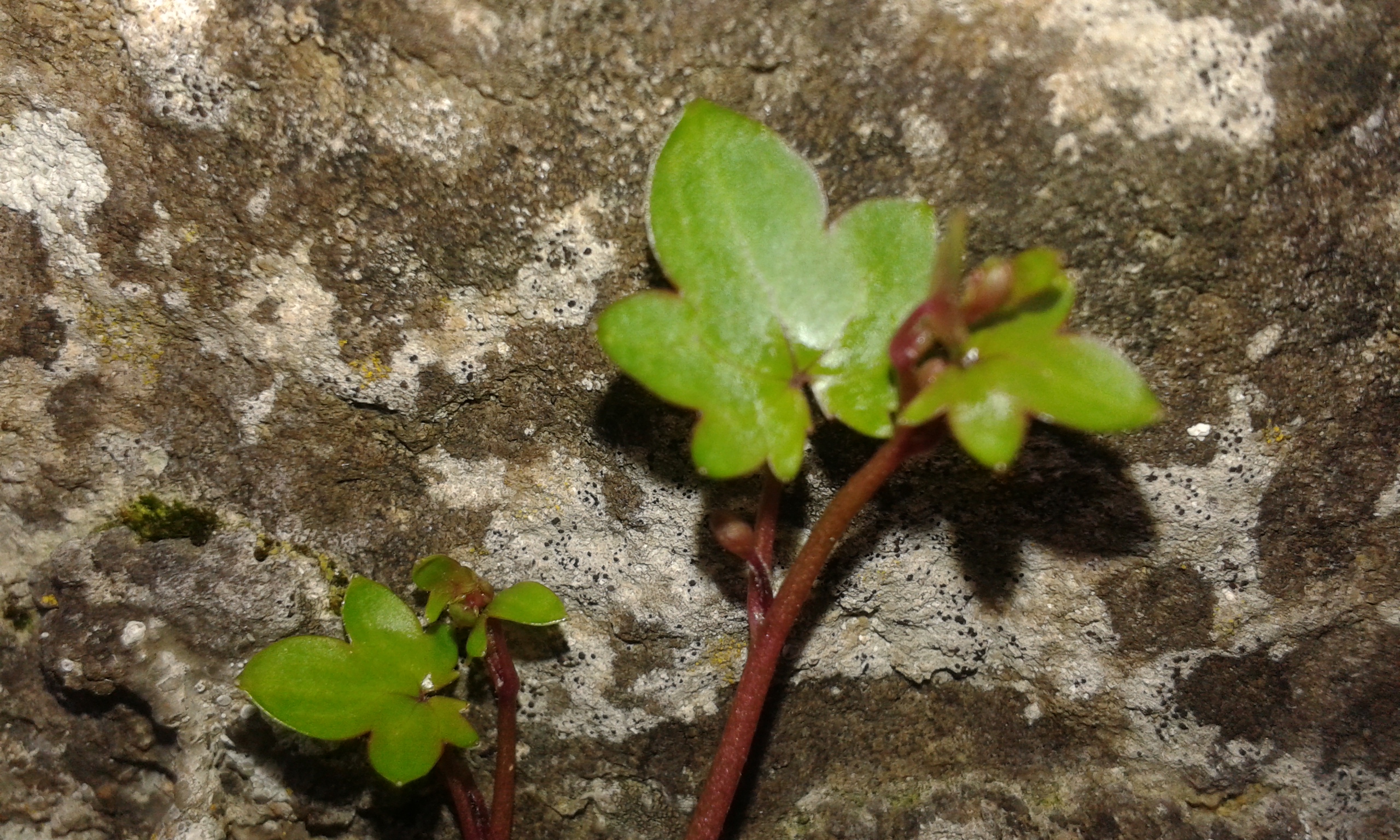 Cymbalaire feuille terminale