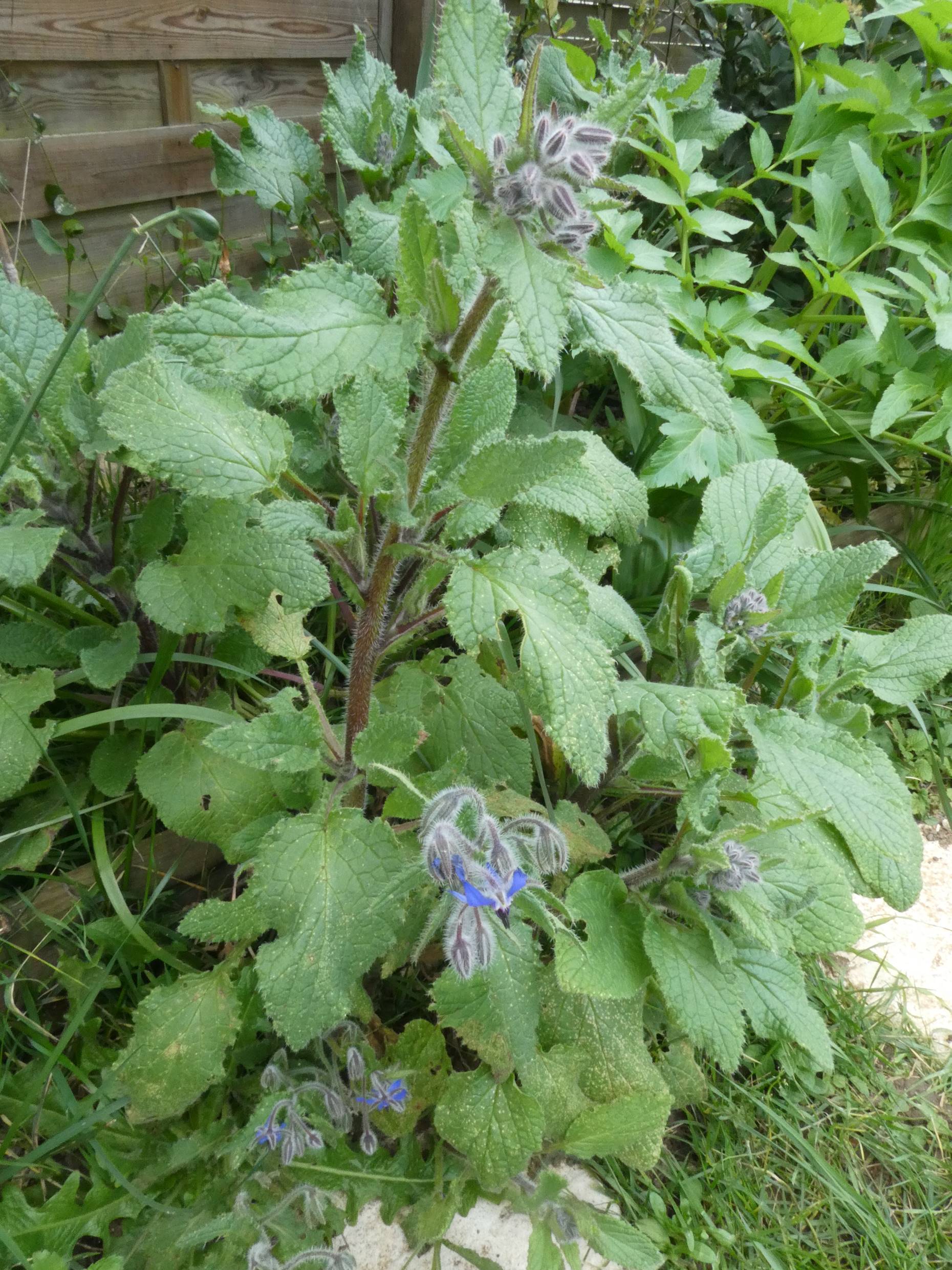 Borrago officinalis - ensemble