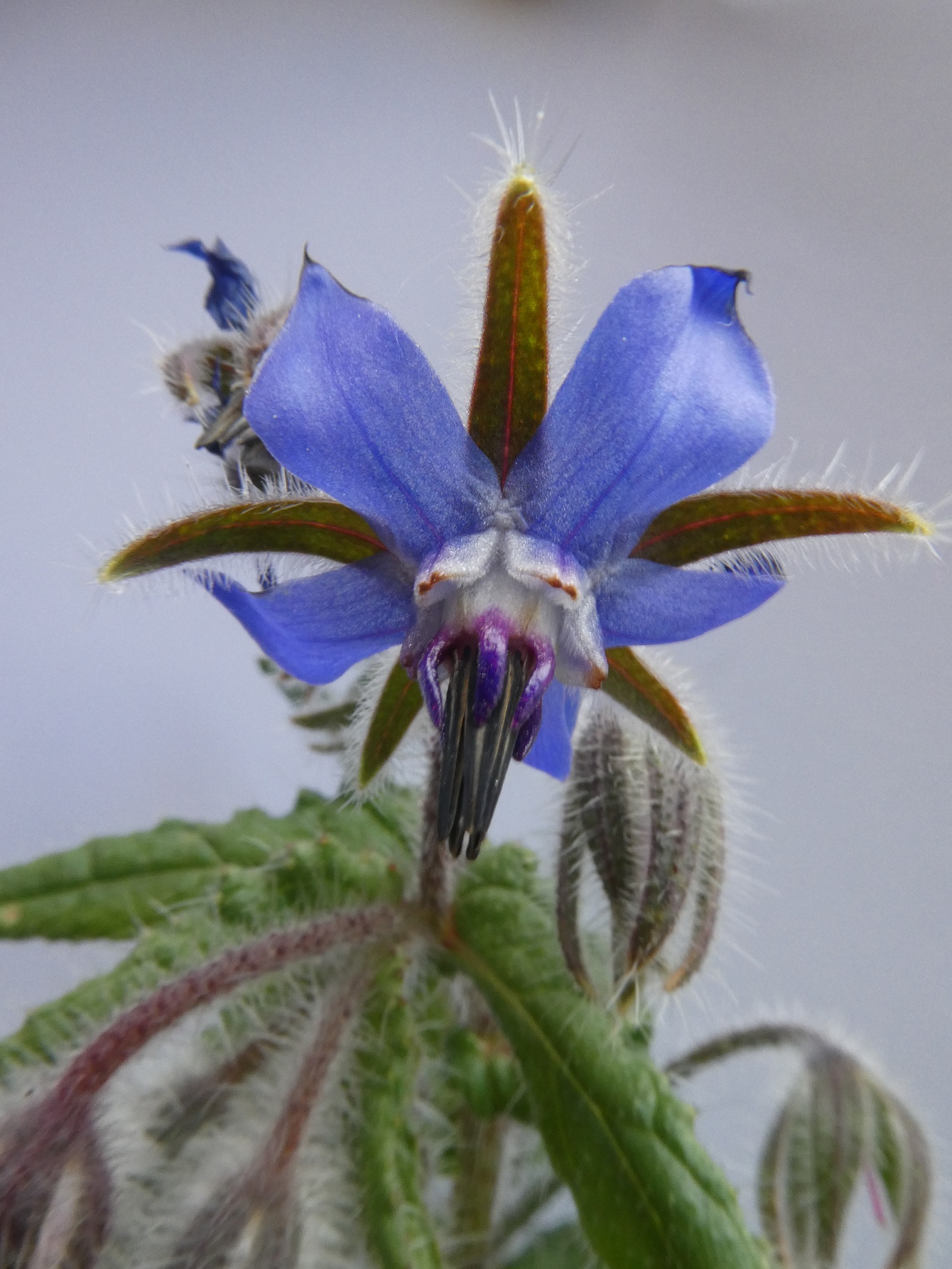 Fleur de bourrache officinale