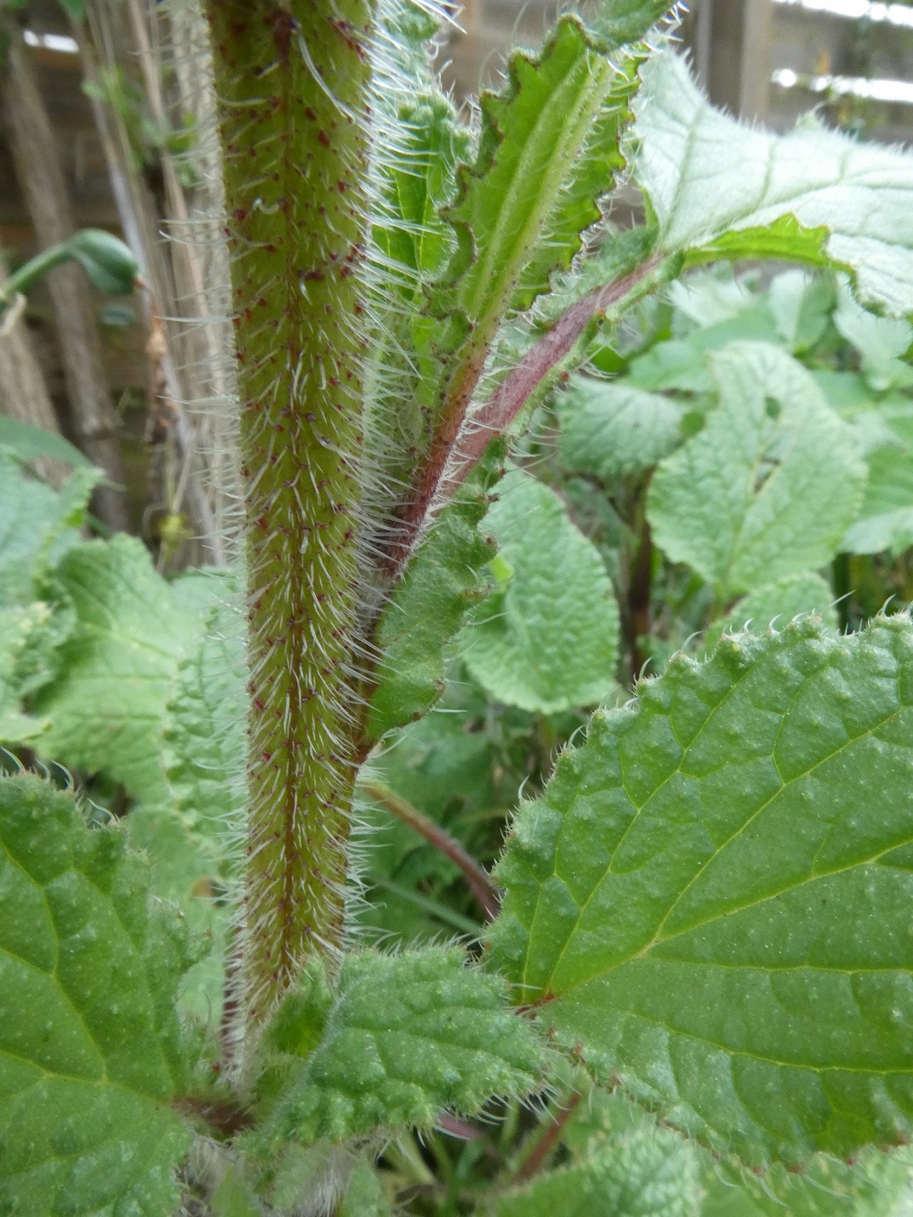 Tige - Borrago officinalis