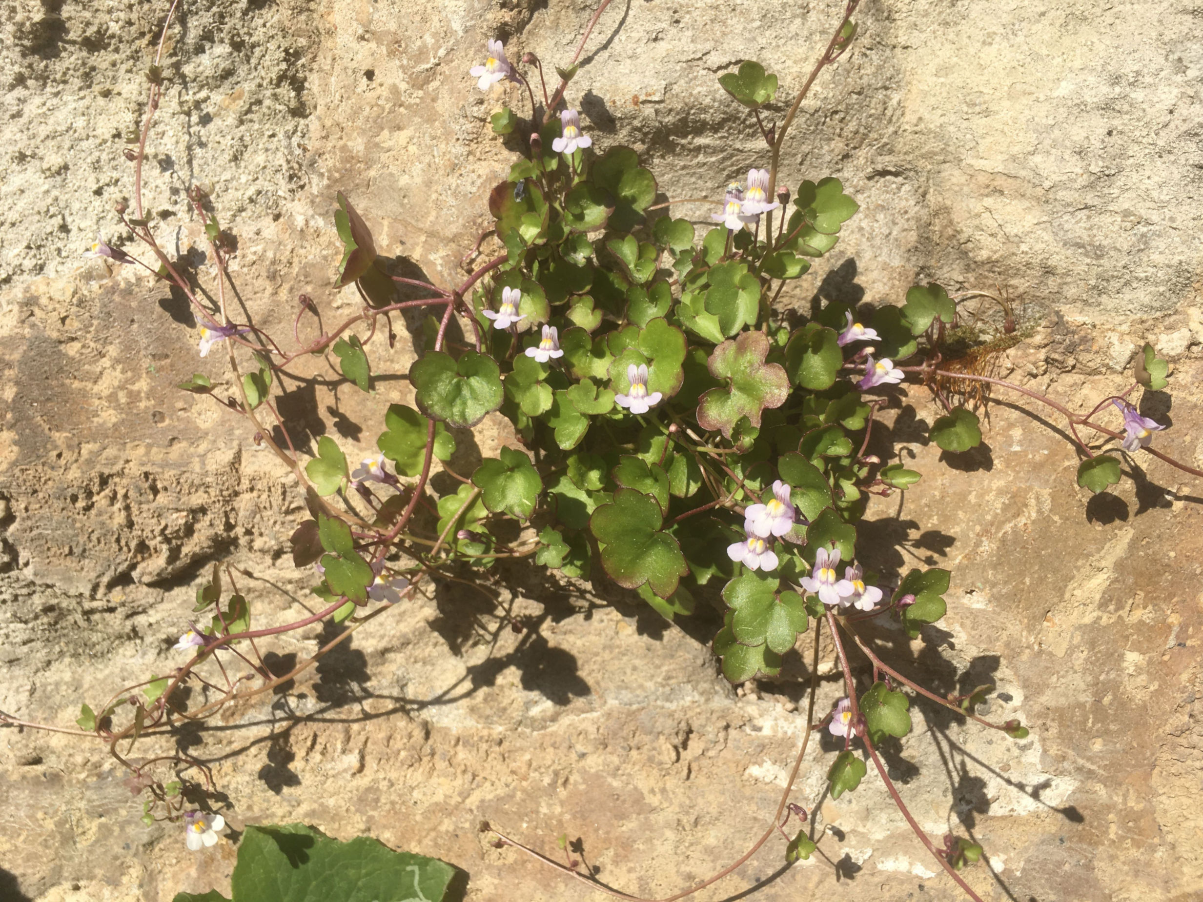 Vue générale d'une plante des murailles, nom latin Cymbalaria muralis