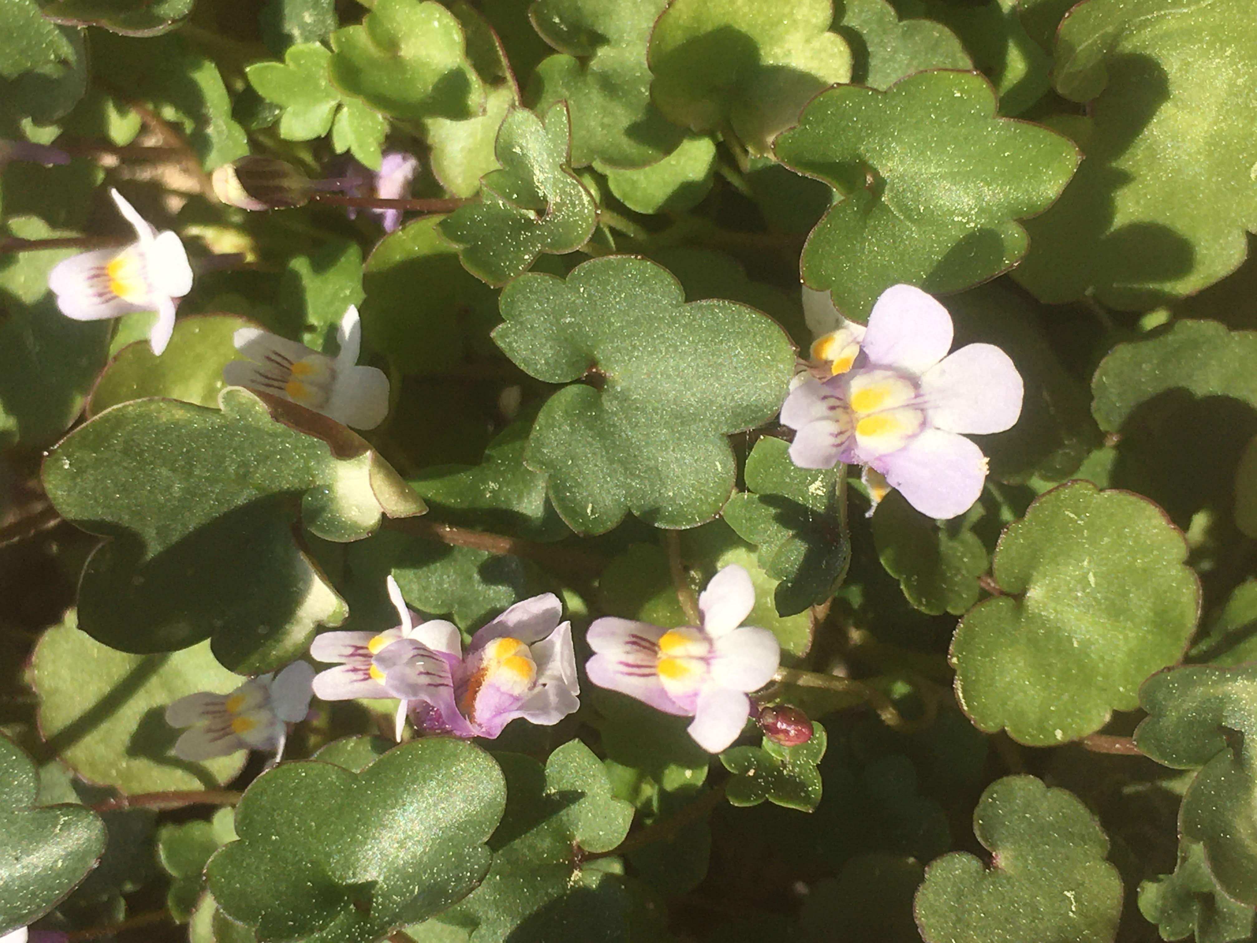 Vue rapproché d'une Cymbalaria muralis
