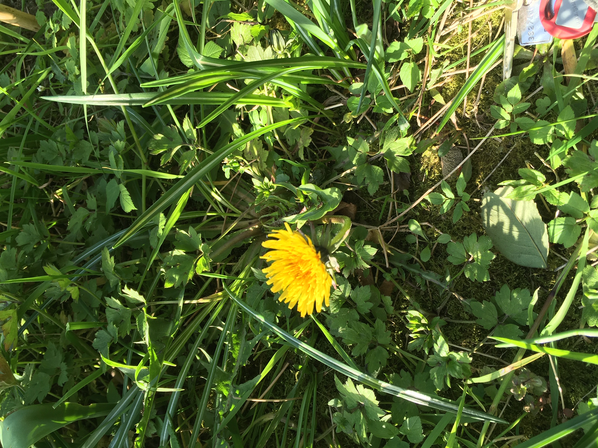 vue globale - pissenlit