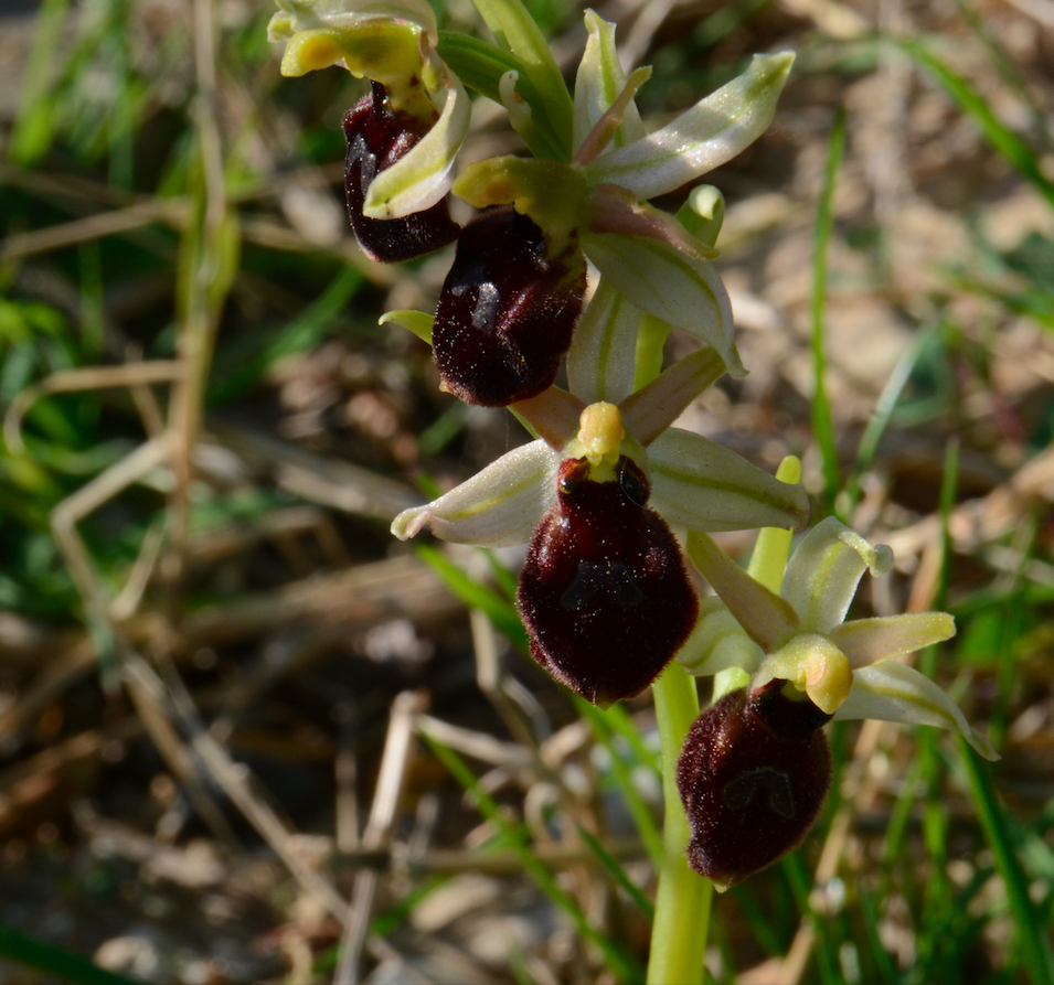 Photo prise dans mon jardin: Ophrys, mais laquelle ? J'opte pour Ophrys Araignée à cause de la forme de la fleuret la particularité de la tache à peine visible au centre, et la couleur des pétales autour (vert/jaune)... Suis pas certaine.