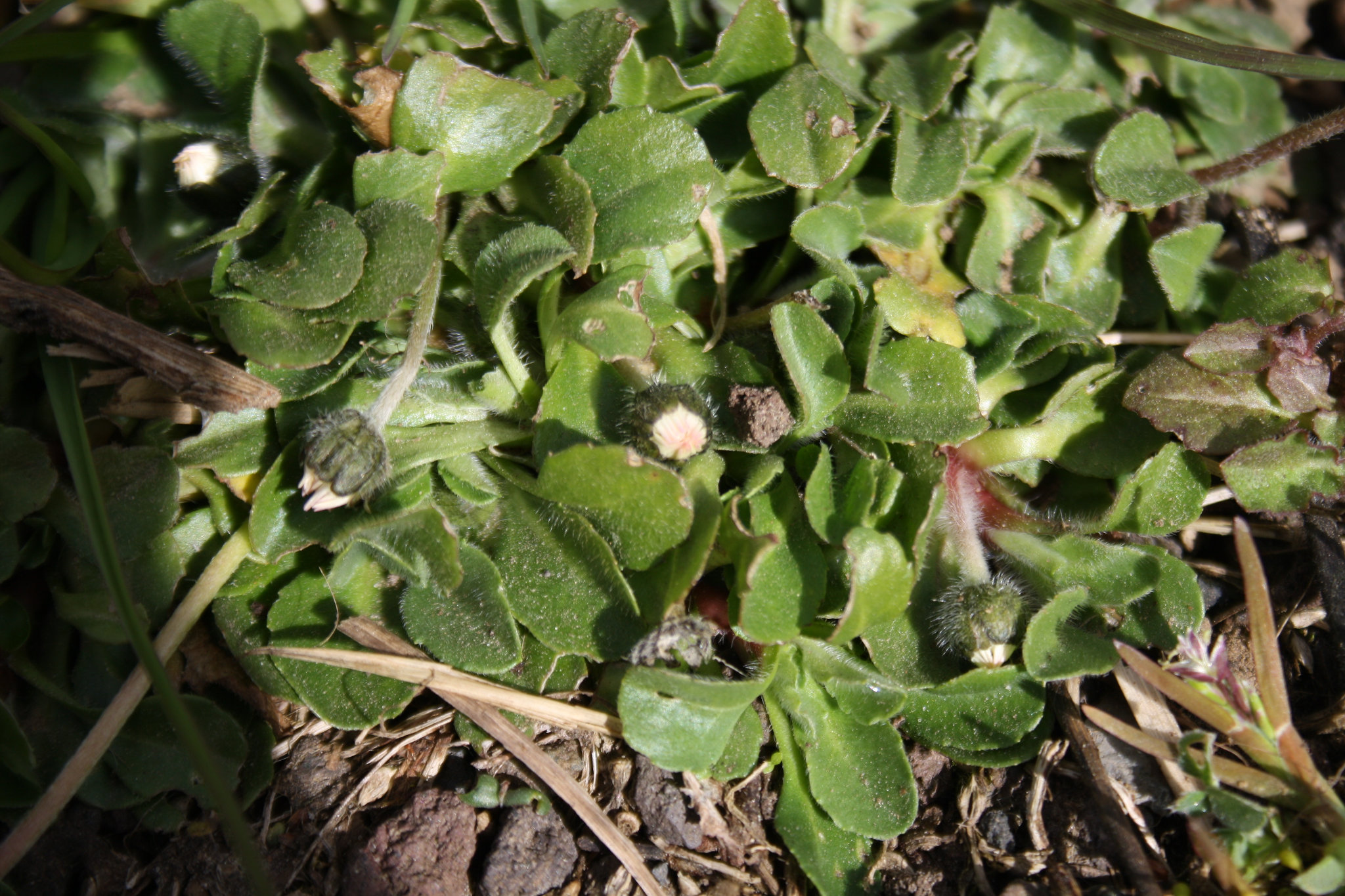 Paquerette rosette et boutons