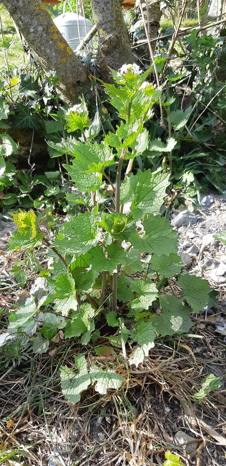 Allaire officinale photo 1