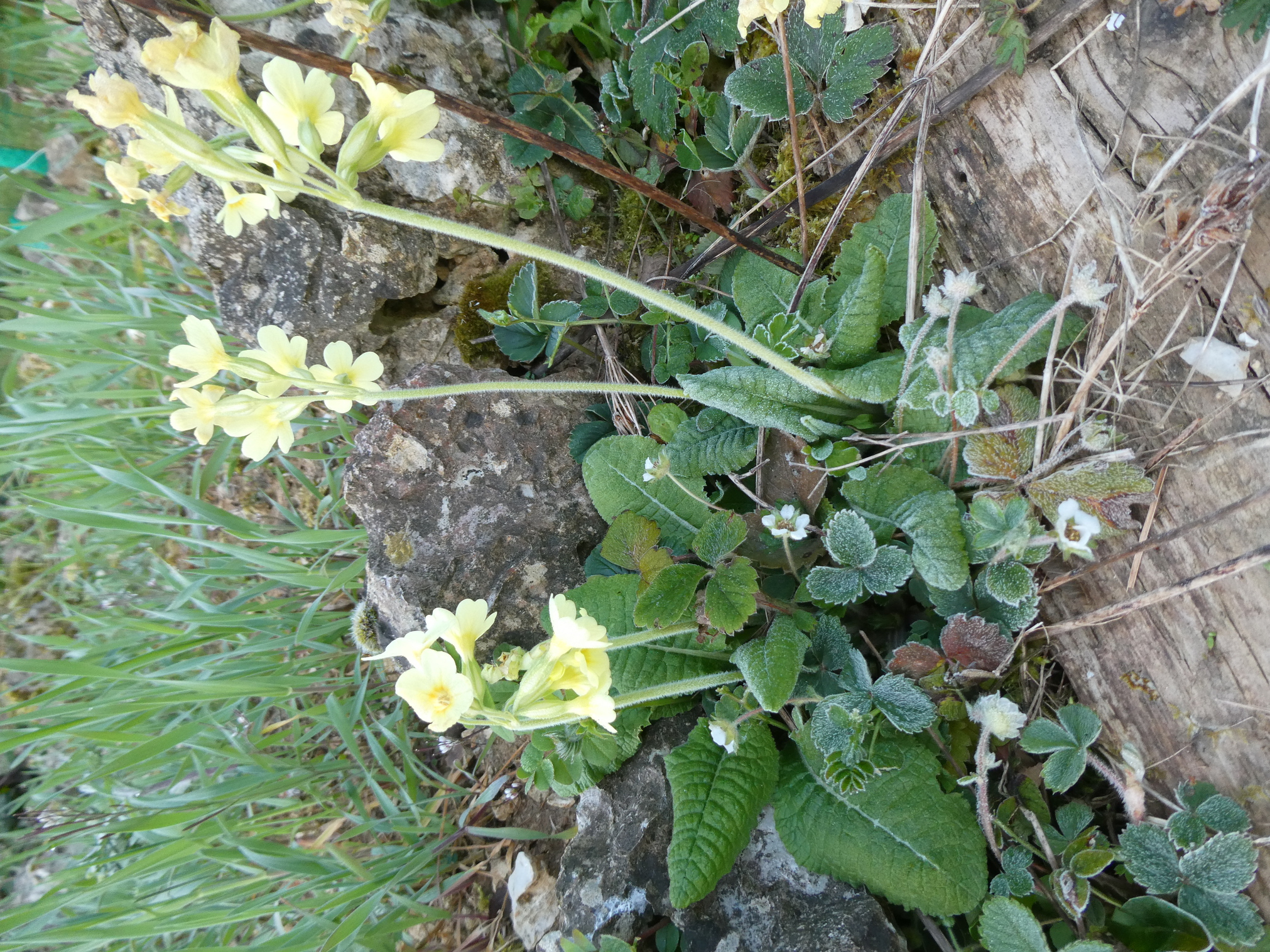 Primevère officinale, "coucou", plante entière.