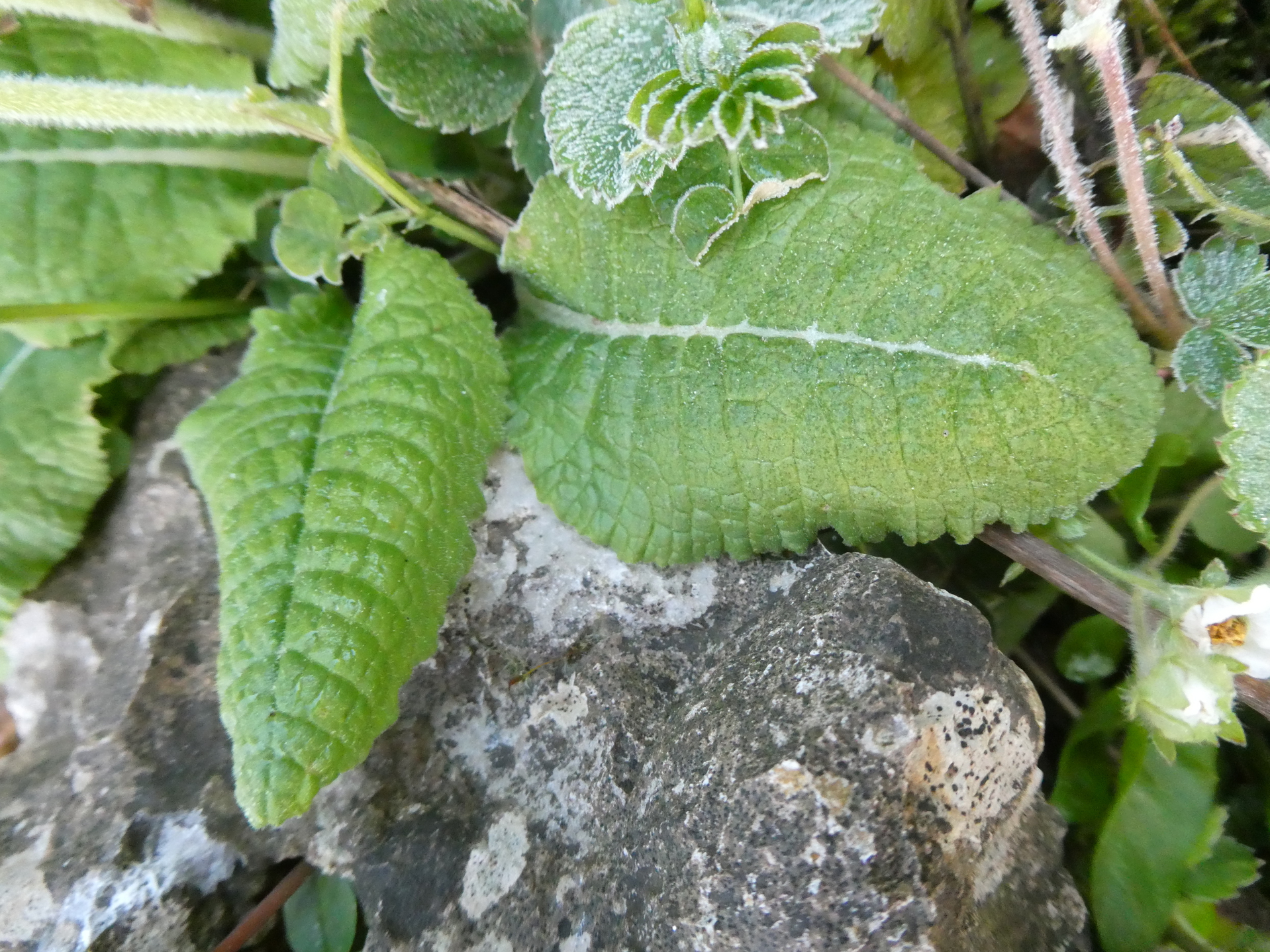 Primevère officinale, "coucou", feuilles