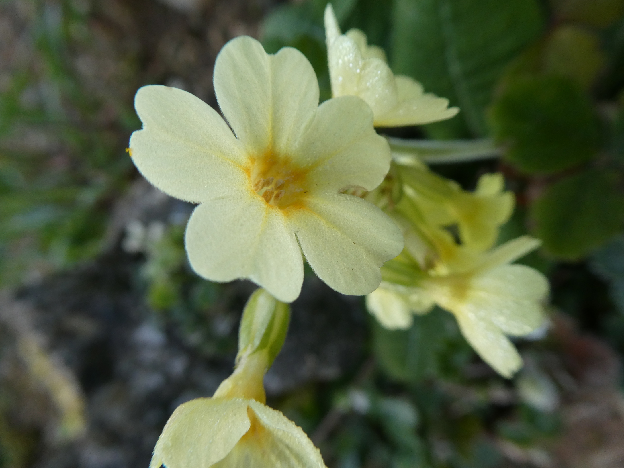 Primevère officinale, "coucou", fleur