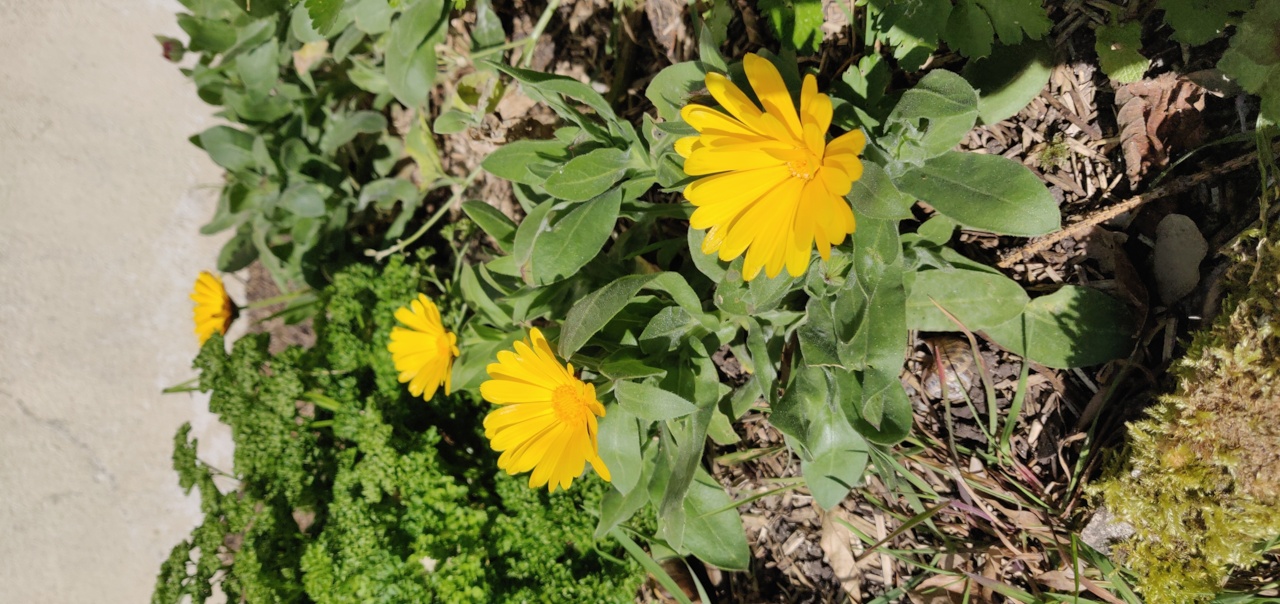 Souci au milieu des aromatiques