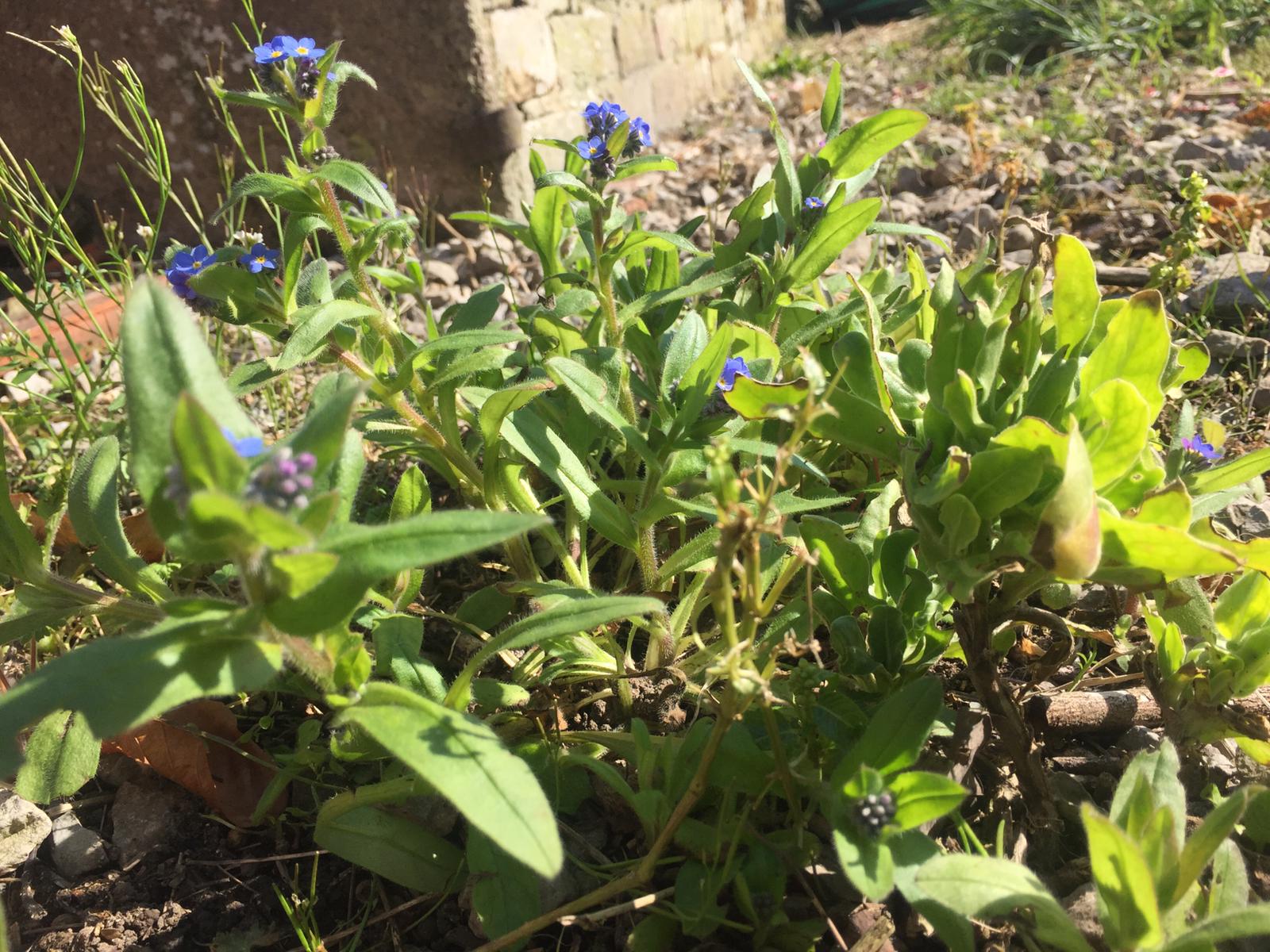 Myosotis vue d'ensemble