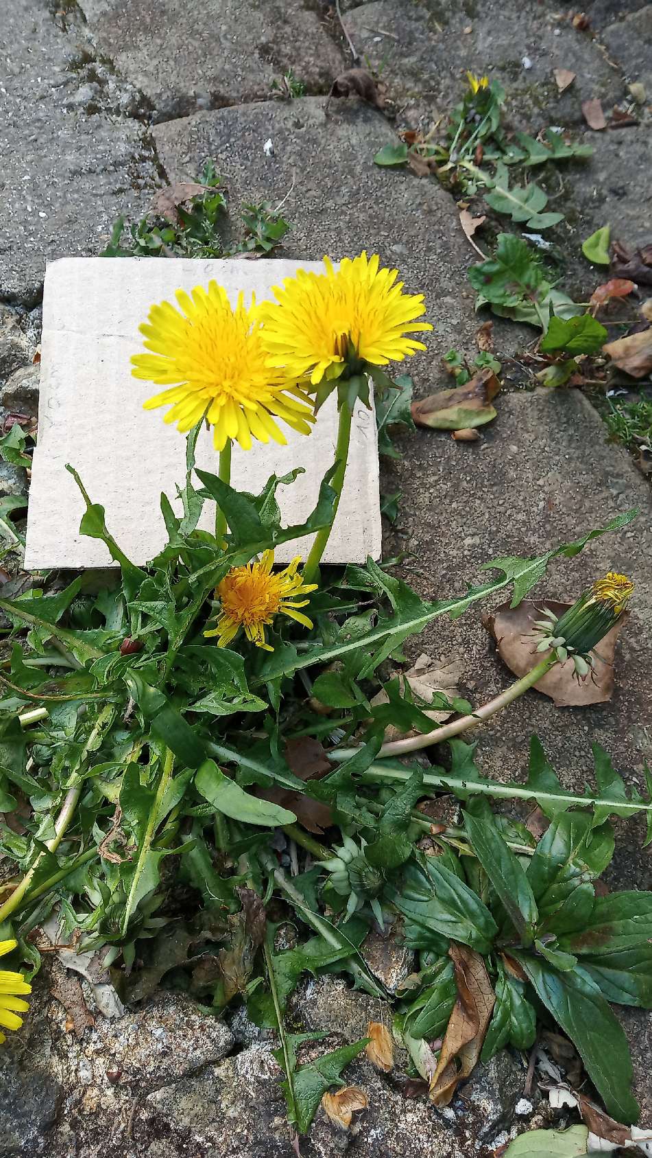 plant de pissenlit en fleur