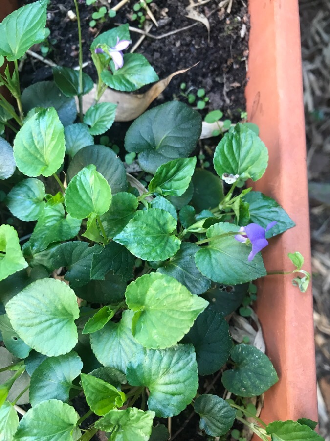 Vue de haut : feuilles en forme de cœur, dentelées, allant du vert clait au vert foncé