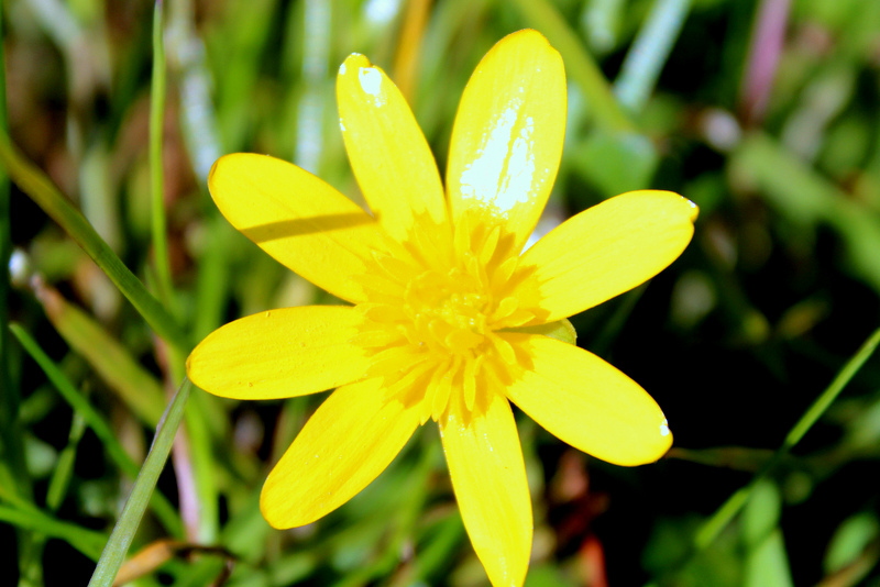 Ficaire fausse-renoncule