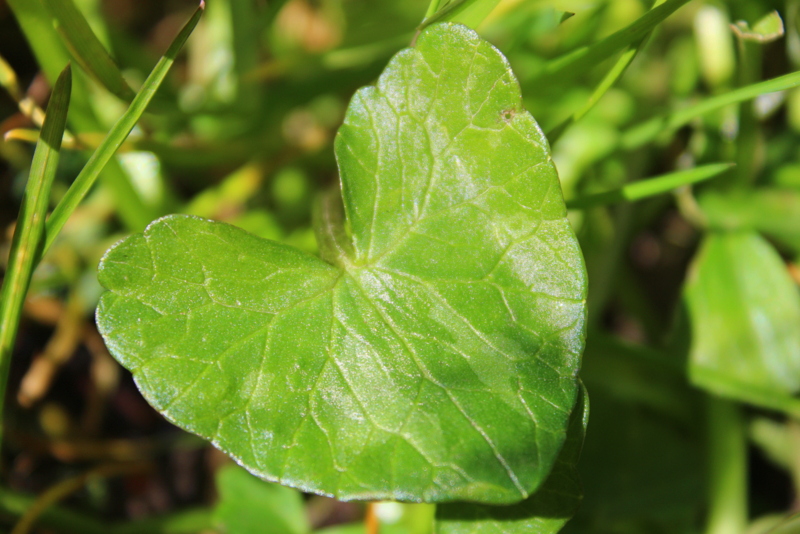 Ficaire fausse-renoncule