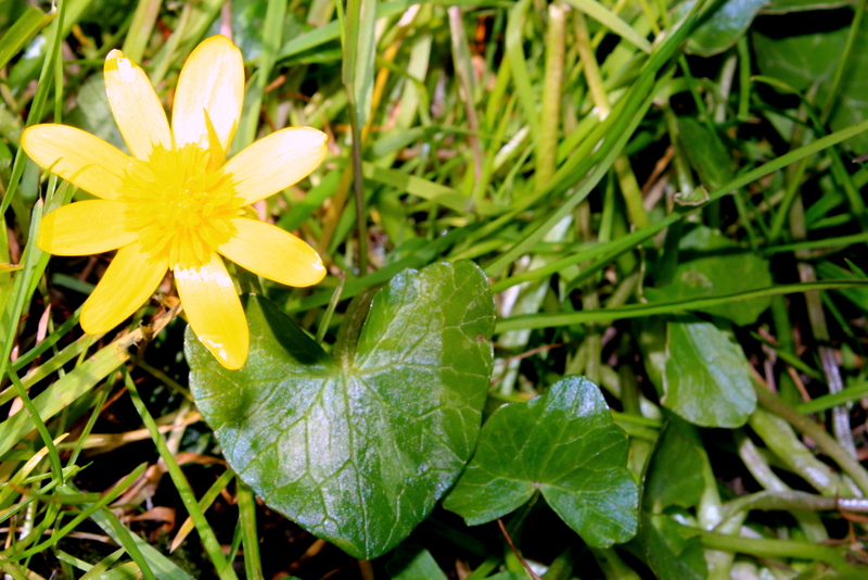 Ficaire fausse-renoncule