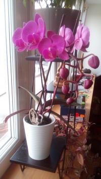 Orchidée Phalaenopsis ou Orchidée papillon