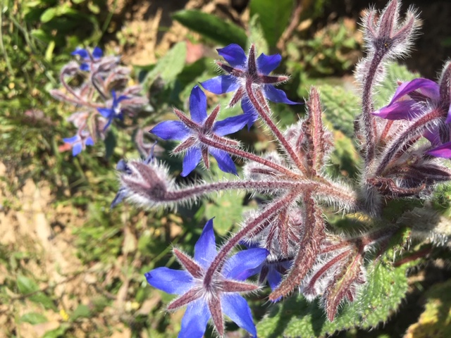 borago officinalis L. fleur