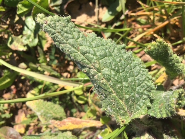 borago officinalis L. feuille