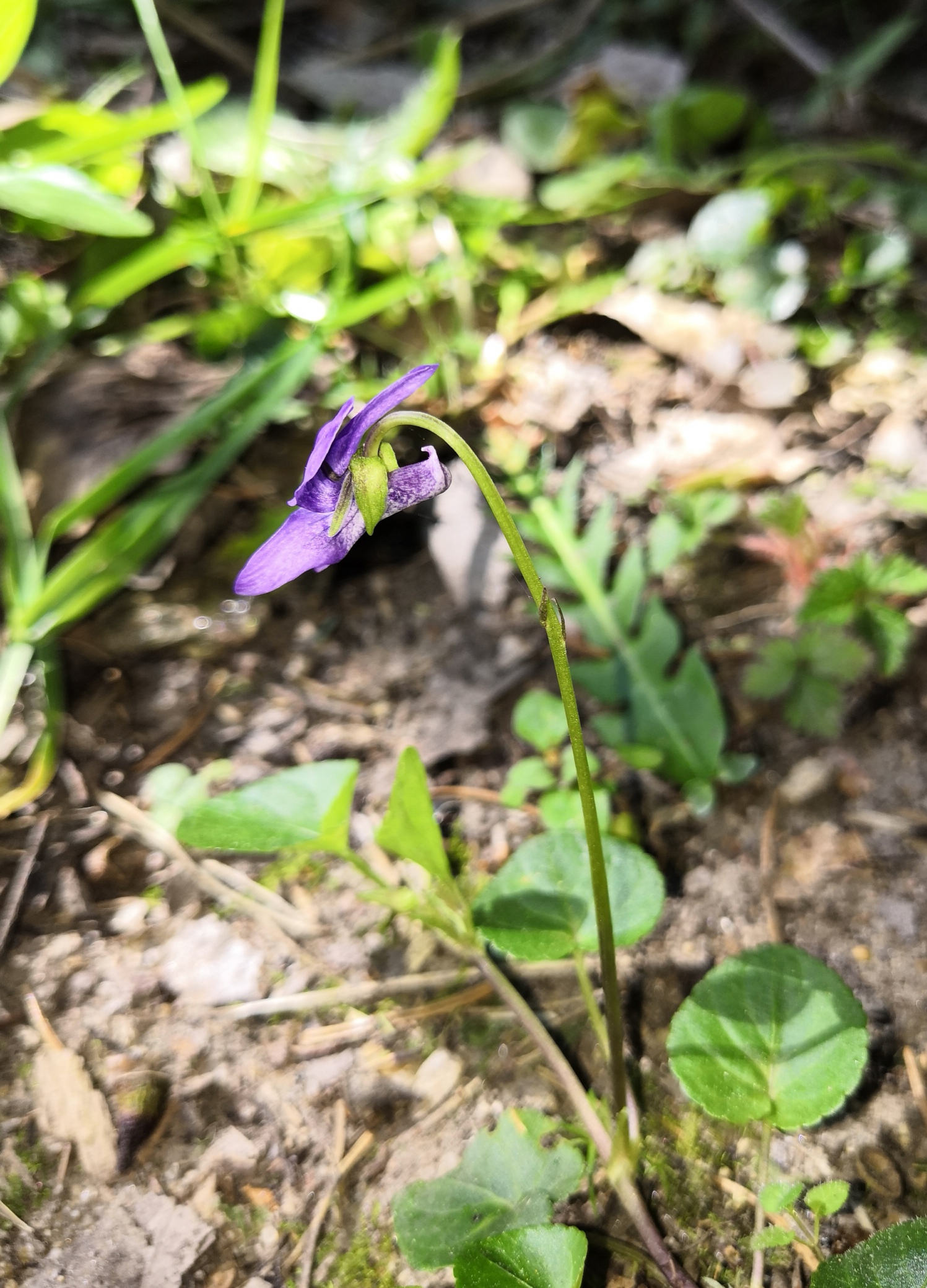 Viola reichenbachiana (2)