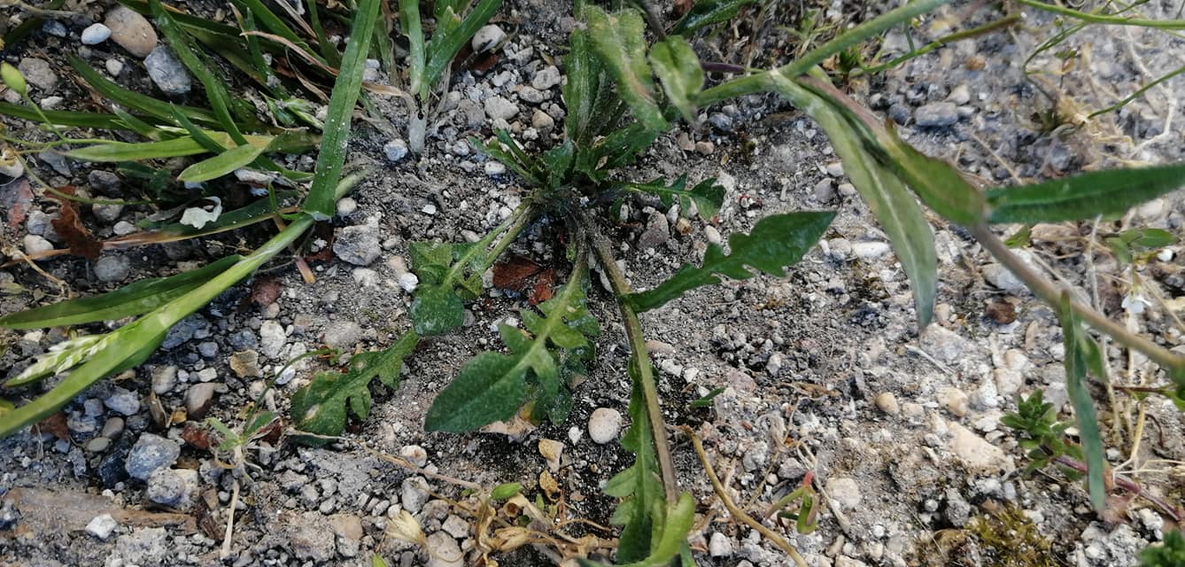 Feuilles en rosette bourse à pasteur