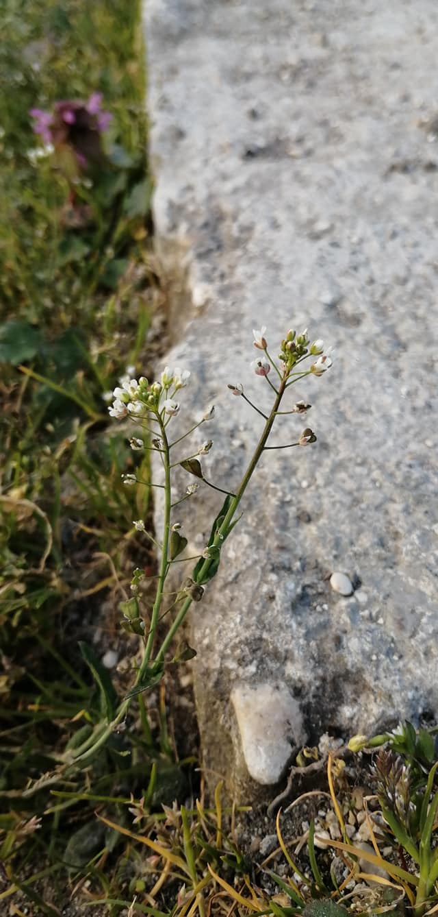 Fleurs et fruits bourse à pasteur