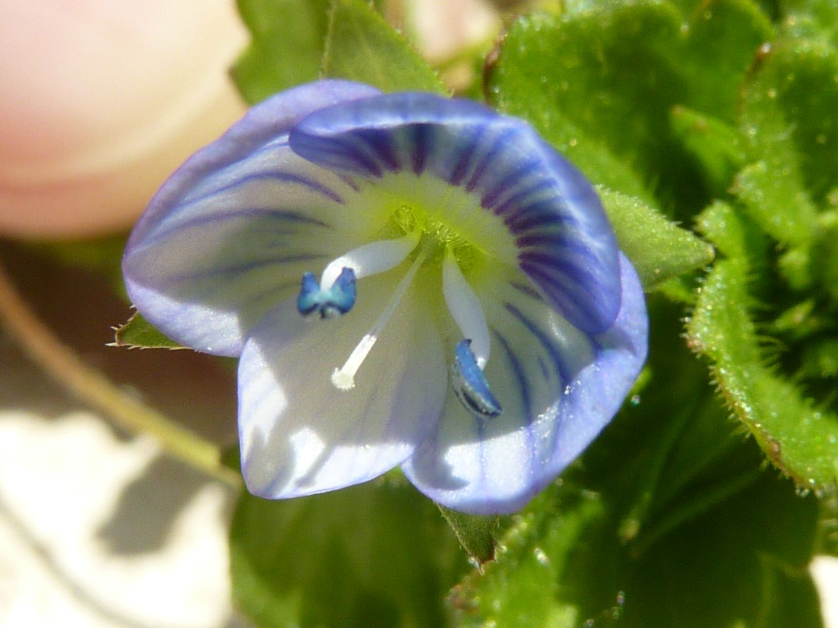 fleur veronique perse