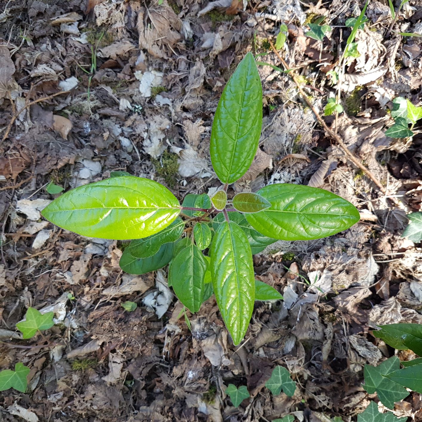 Pousse de laurier tin  dans mon jardin à l'ombre en Gironde, à Lussac.