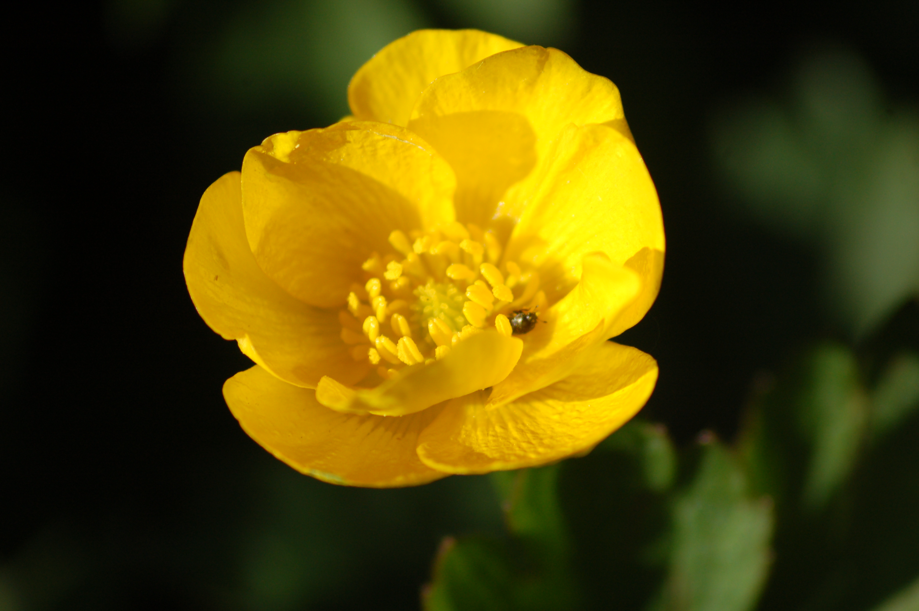 détail de la fleur d'une renoncule rampante