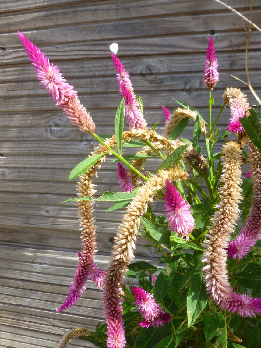 Célosie argentée, Crête de coq