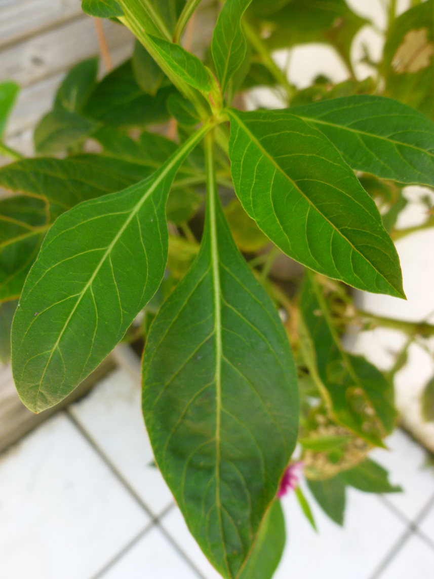 Célosie argentée, Crête de coq