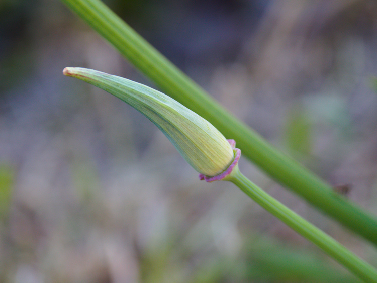 Pavot californien, bourgeon floral