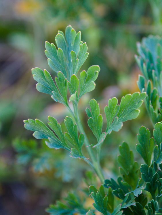 Pavot californien, feuille
