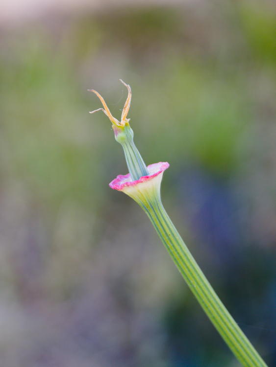 Pavot californien, fleur sans pétale vue de profil