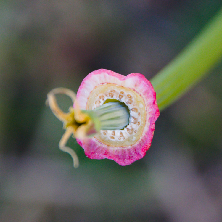 Pavot californien, fleur sans pétale vue de dessus