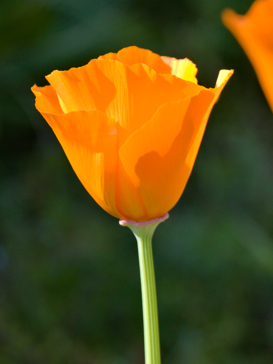 Pavot californien, fleur vue de profil