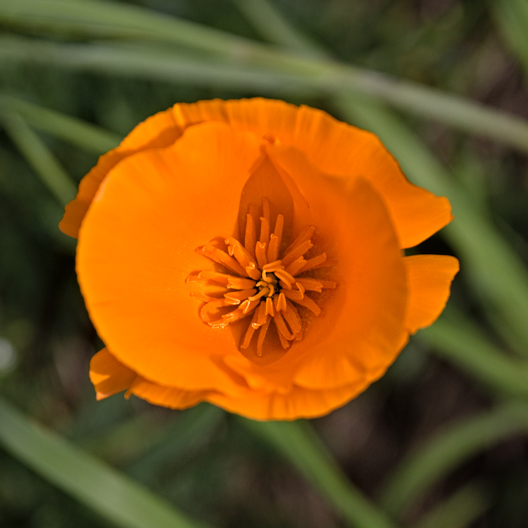 Pavot californien, fleur vue de dessus