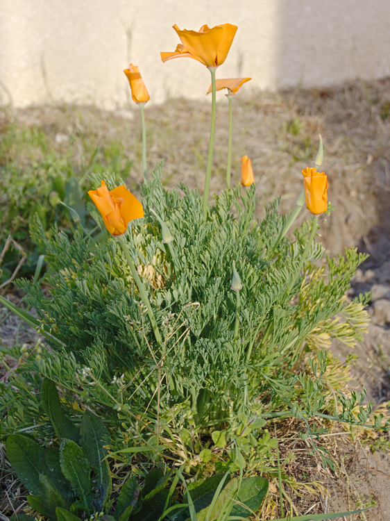 Pavot californien, vue générale