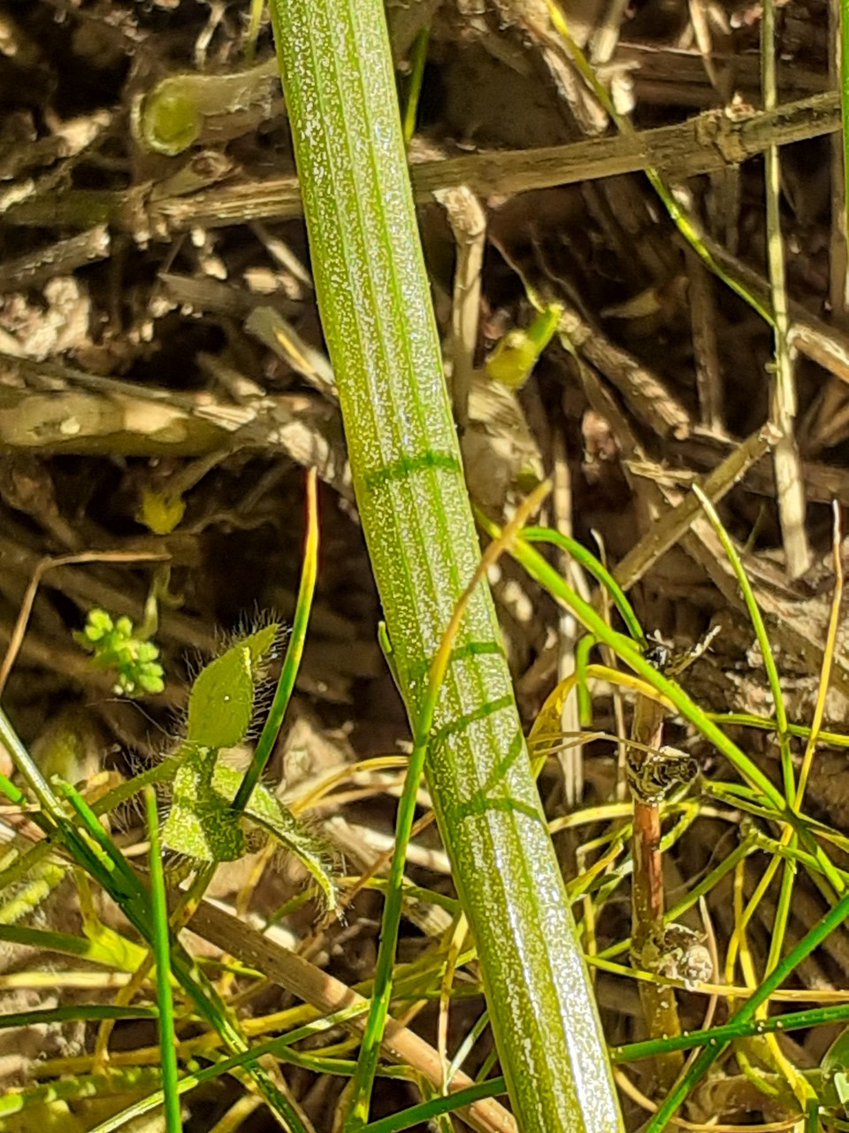 Ornithogalume sp (feuille détail)