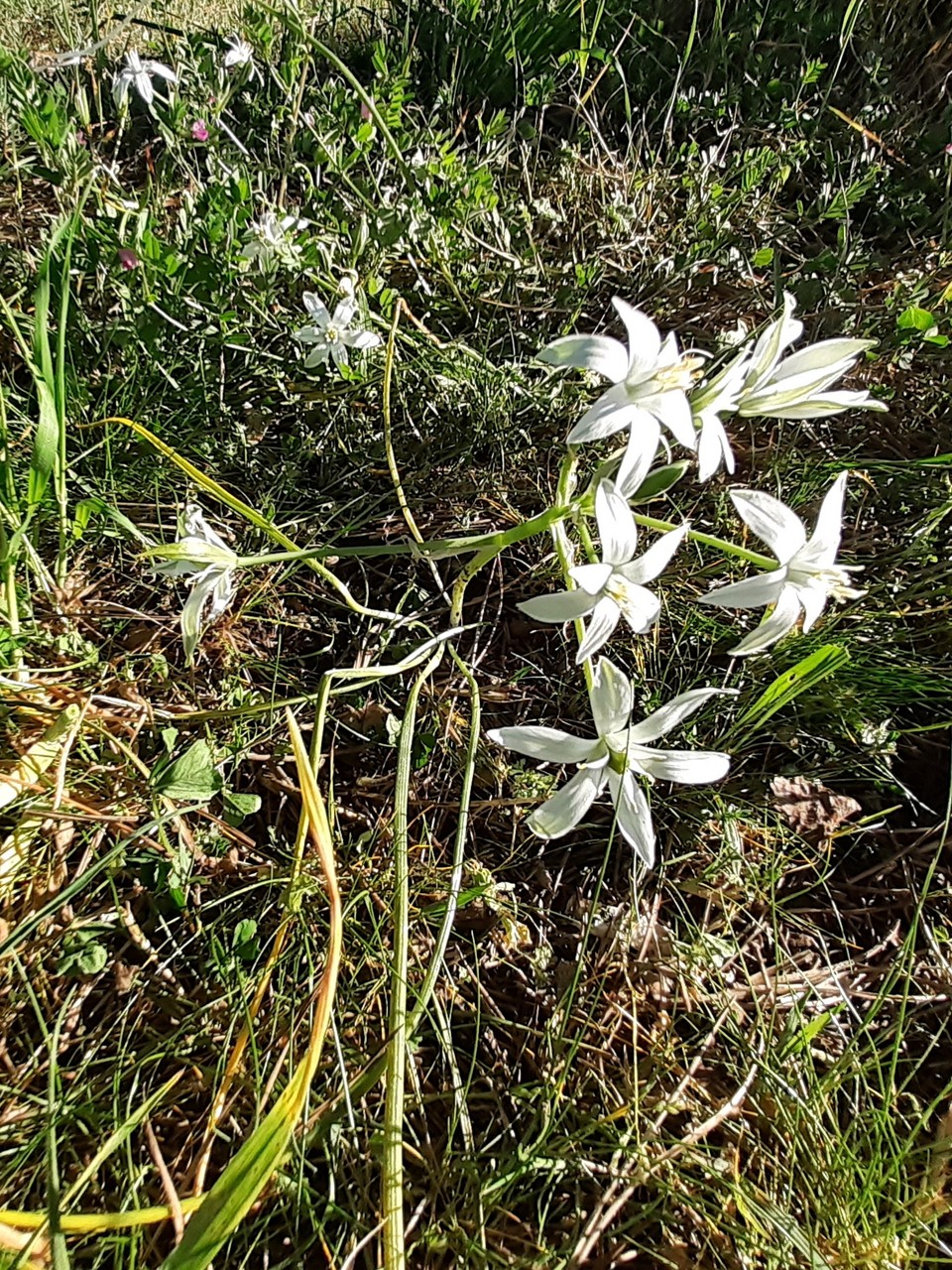 Ornithogalum sp (Plante entière)