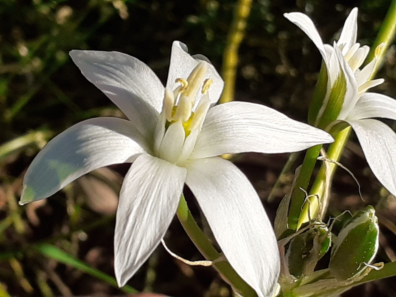 Ornithogalum sp